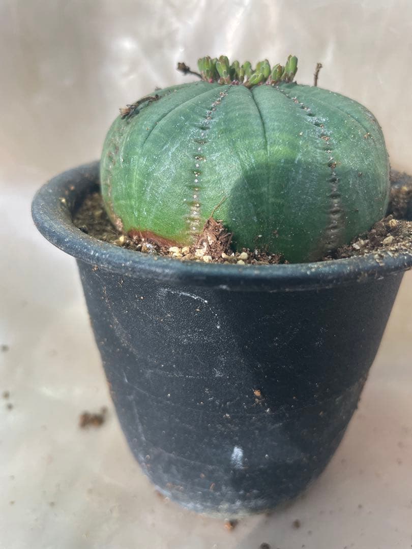 扁平シンメトリカ約6cm