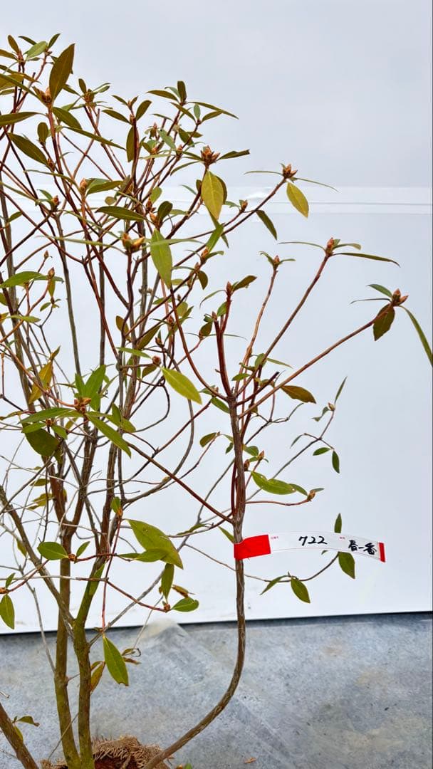 希少 良形の ハルイチバンツツジ 春一番ツツジ 108 樹高90cm位 躑躅