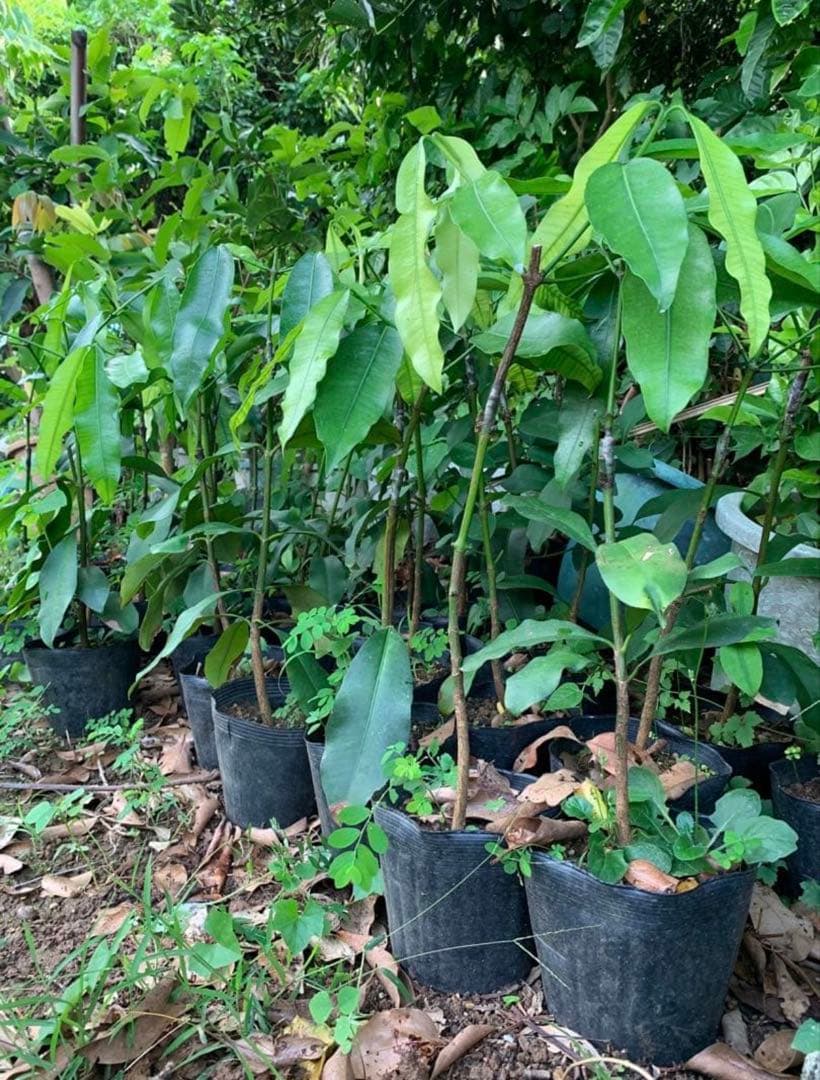 超希少 ボリビアンマンゴスチン　アチャチャイル　　接木苗木