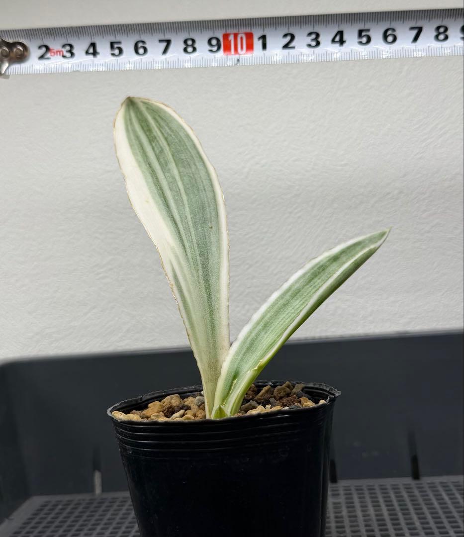 美株　希少　サンスベリアビューティークイーン　中株　レア　鉢ごと　メルカリ便
