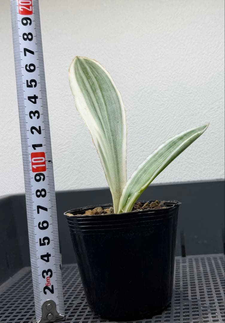 美株　希少　サンスベリアビューティークイーン　中株　レア　鉢ごと　メルカリ便