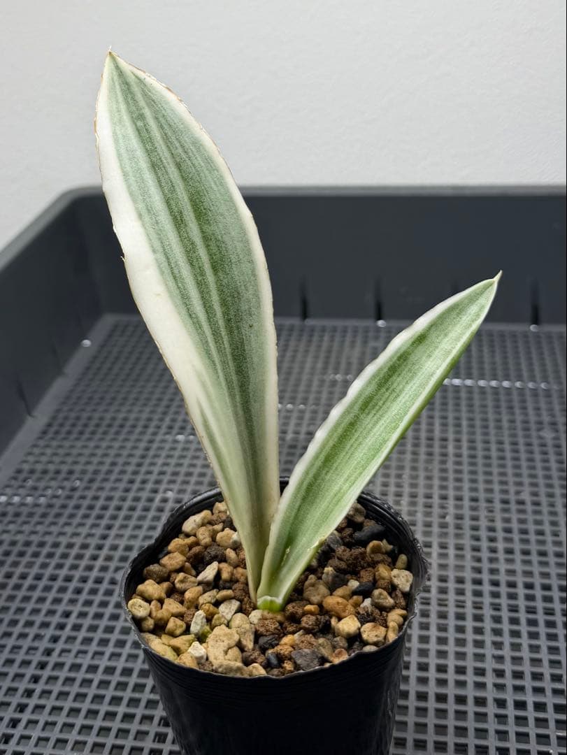 美株　希少　サンスベリアビューティークイーン　中株　レア　鉢ごと　メルカリ便