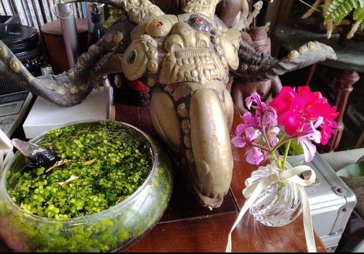 呪物ゴートスカル　チベット密教　法具　チベット　山羊のカパラ　ヴィンテージ