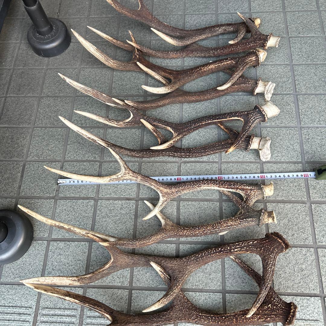 ニホンジカの角 5組 10本 インテリア用品