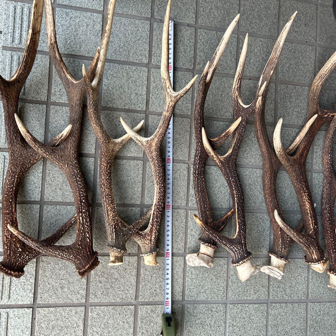 ニホンジカの角 5組 10本 インテリア用品