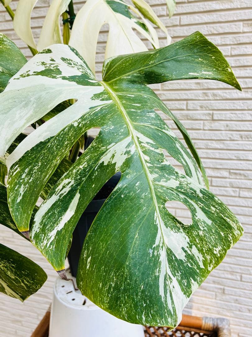 【美株】モンステラ ボルシギアナ ホワイトタイガー 斑入り