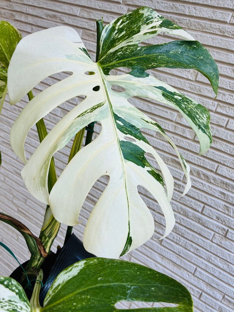 【美株】モンステラ ボルシギアナ ホワイトタイガー 斑入り