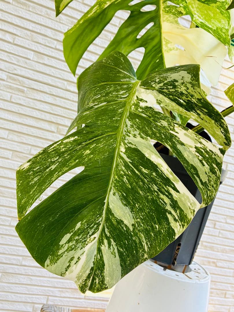 【美株】モンステラ ボルシギアナ ホワイトタイガー 斑入り