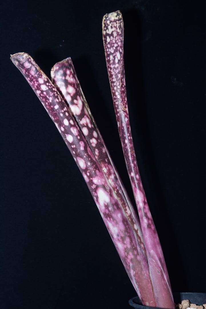 Billbergia'Canvey Snow' ビルベルギアキャンベイスノウ - メルカリ