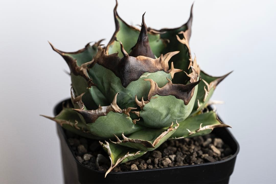 本日のみ アガベ チタノタ dennis040 キングアーサー 子株 発根済み