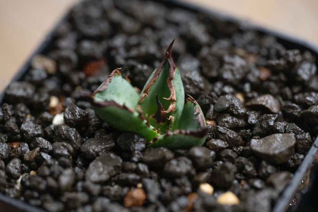 本日のみ アガベ チタノタ dennis040 キングアーサー 子株 発根済み