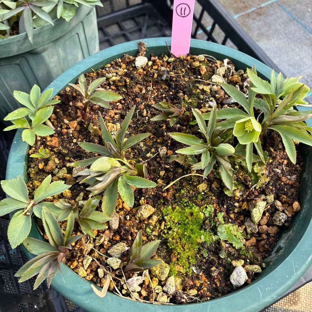 （11）クリスマスローズ　原種　白抜け　デュメトラム　７寸