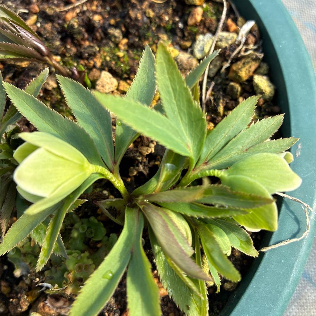 （11）クリスマスローズ　原種　白抜け　デュメトラム　７寸