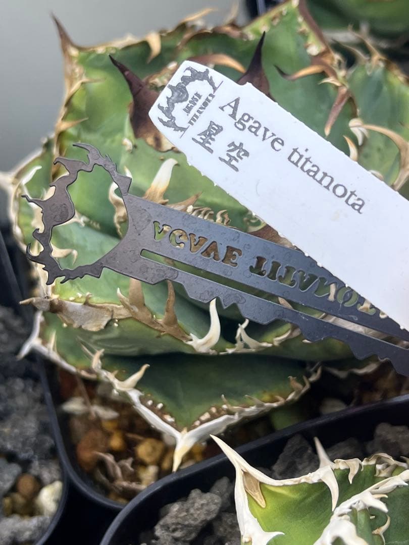 アガベ チタノタ shihao産 星空 ぶつぶつ - メルカリ