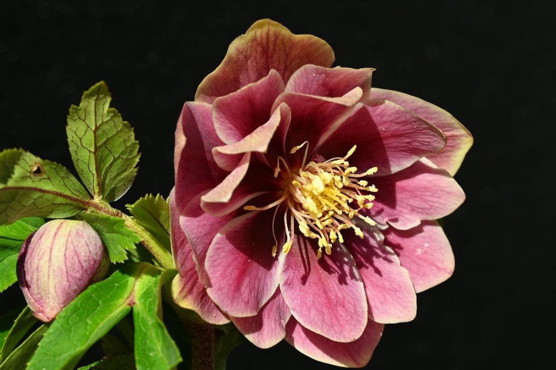 クリスマスローズ　ddエクリプス系レッドゴールド　加藤農園