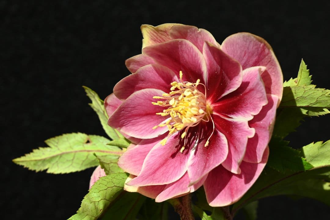 クリスマスローズ　ddエクリプス系レッドゴールド　加藤農園