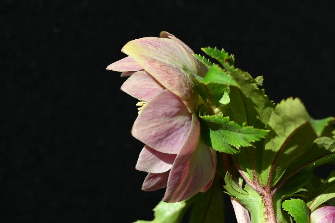 クリスマスローズ　ddエクリプス系レッドゴールド　加藤農園