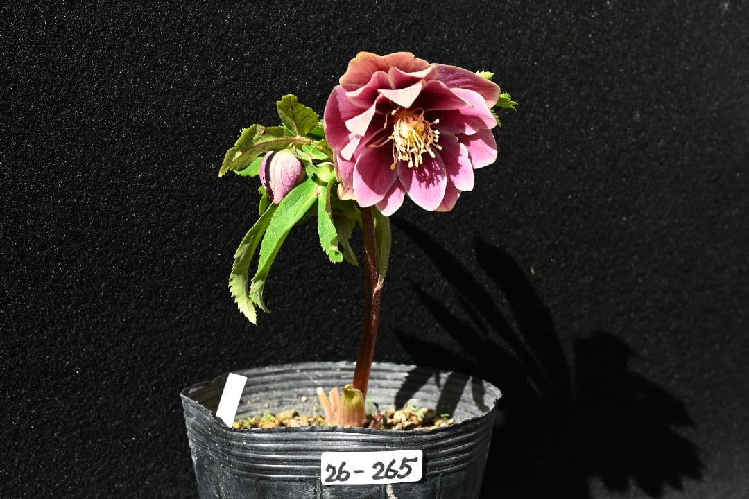 クリスマスローズ　ddエクリプス系レッドゴールド　加藤農園