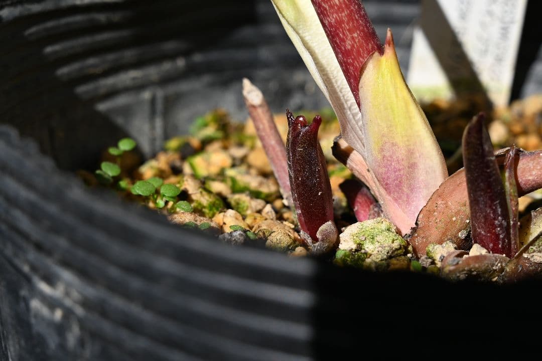 クリスマスローズ　ddエクリプス系レッドゴールド　加藤農園