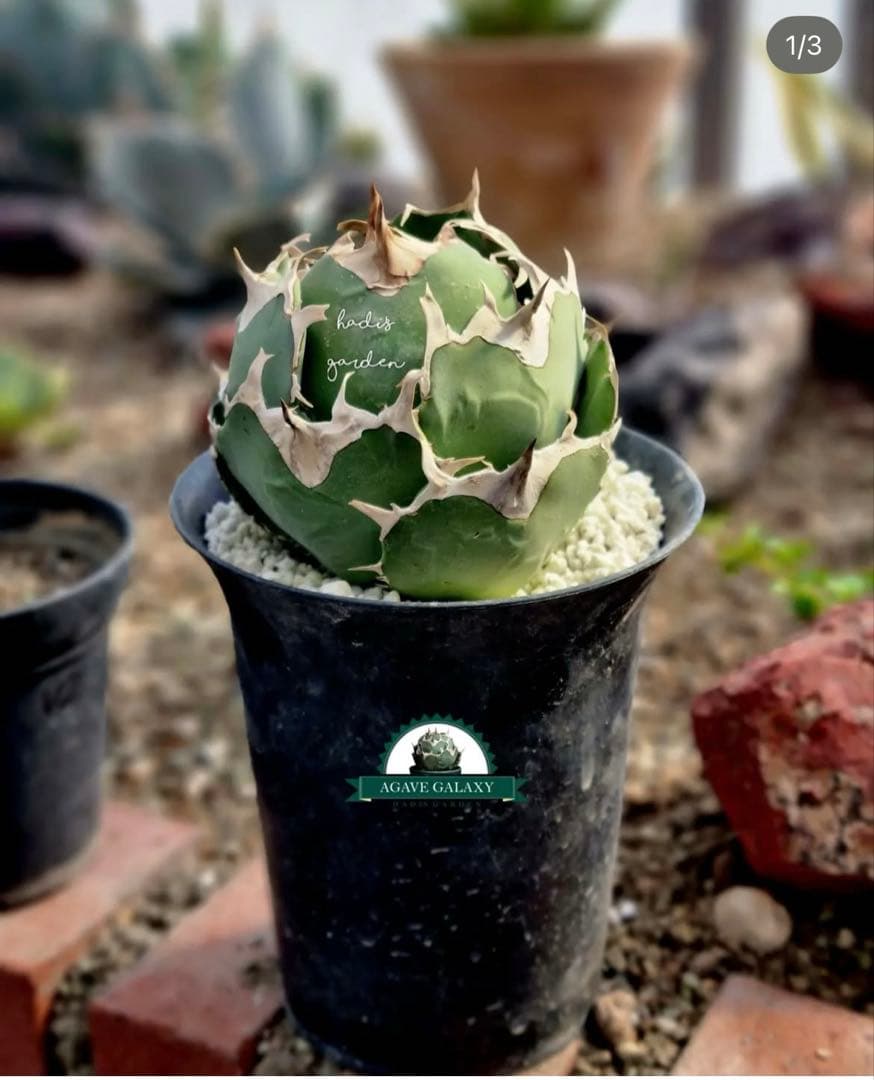 アガベ　チタノタ　マッドボール