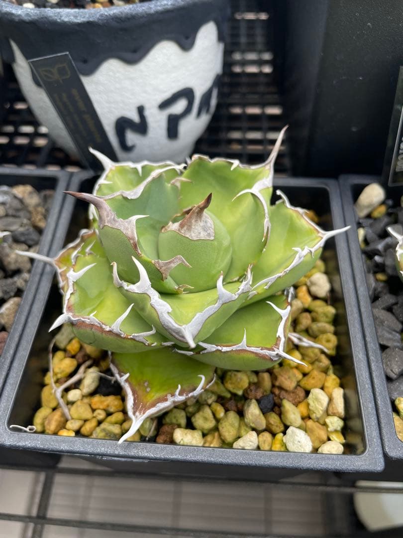 アガベ　チタノタ　マッドボール