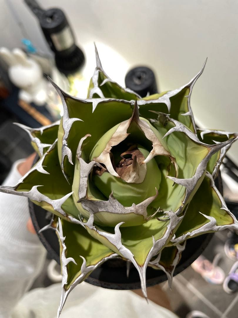 アガベ　チタノタ　マッドボール