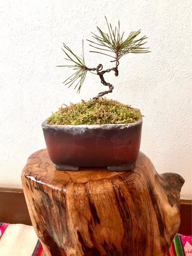 盆栽/天然赤松/里山自生の赤松で丁寧に作りました