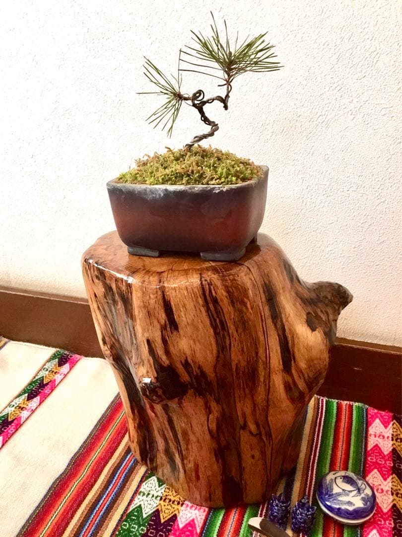 盆栽/天然赤松/里山自生の赤松で丁寧に作りました