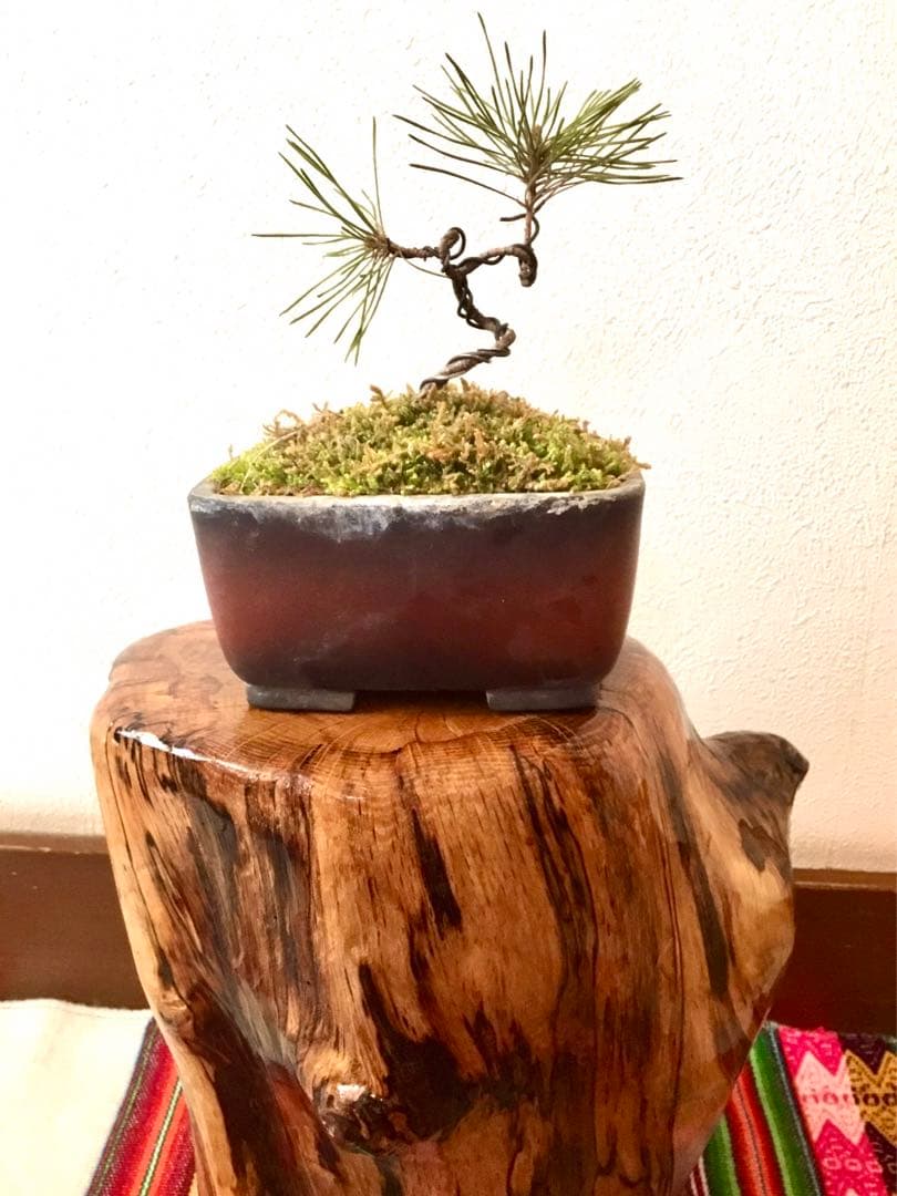 盆栽/天然赤松/里山自生の赤松で丁寧に作りました