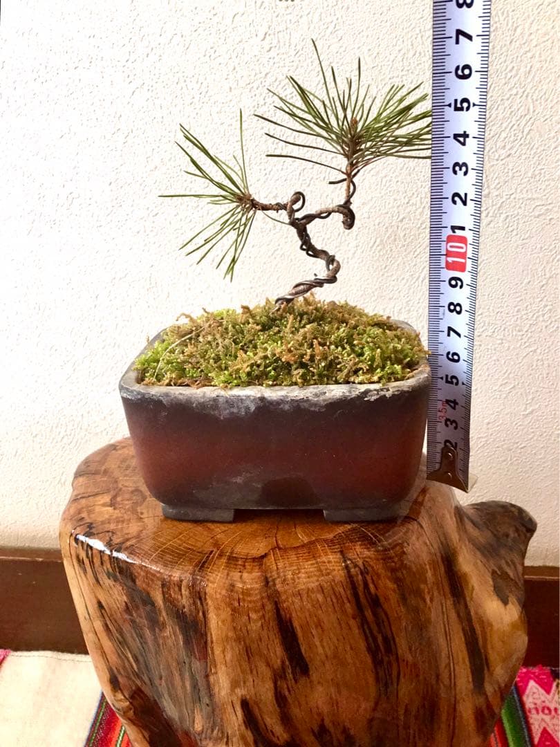 盆栽/天然赤松/里山自生の赤松で丁寧に作りました
