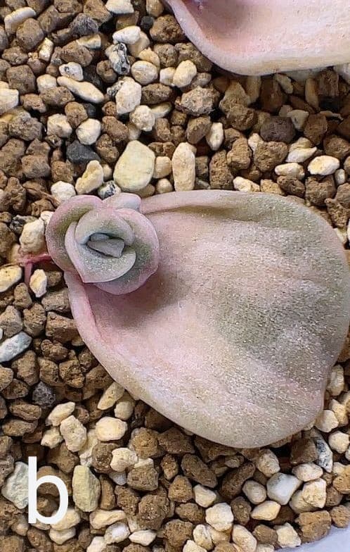 【確認用】ラブリーローズ錦《白斑》・葉挿し苗