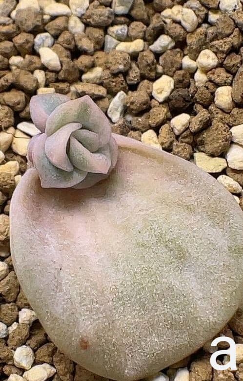 【確認用】ラブリーローズ錦《白斑》・葉挿し苗