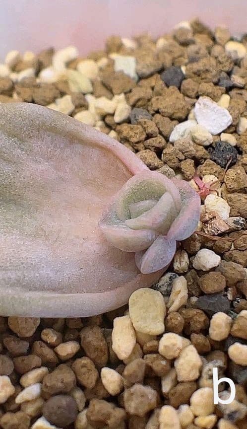 【確認用】ラブリーローズ錦《白斑》・葉挿し苗