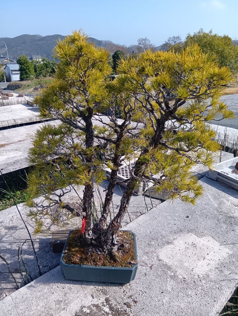 五葉松（山木から年数持ち込み古い） - メルカリ