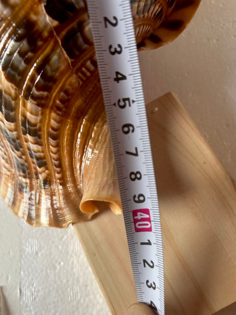 法螺貝　39.2cm 蓋付