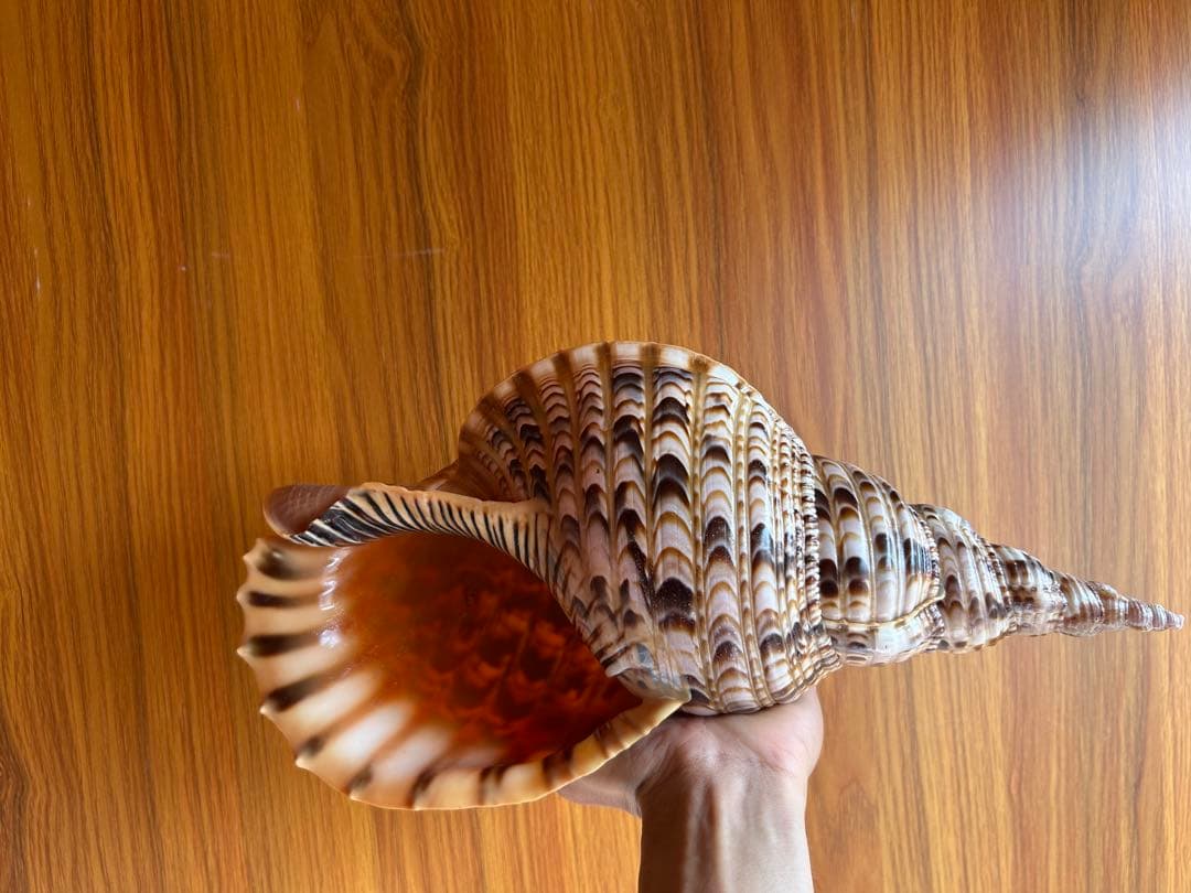 法螺貝　39.2cm 蓋付