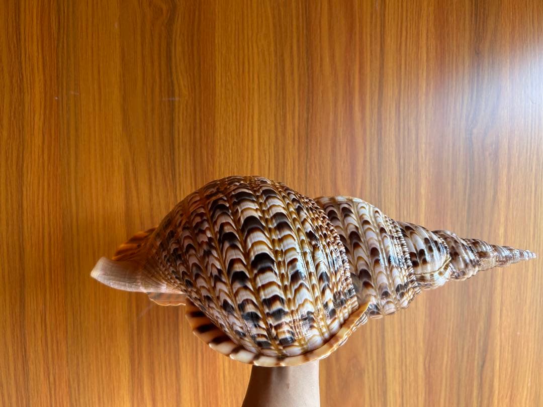 法螺貝　39.2cm 蓋付