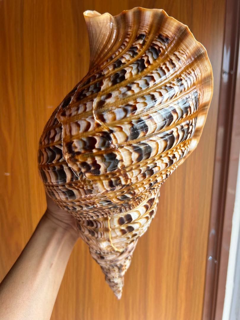 法螺貝　39.2cm 蓋付