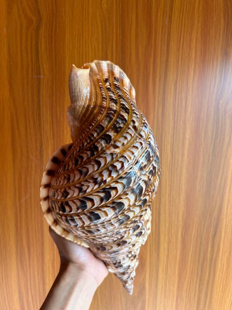 法螺貝　39.2cm 蓋付