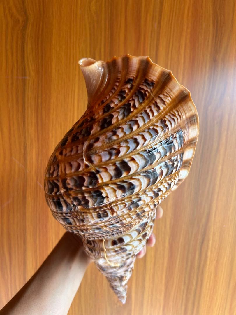 法螺貝　39.2cm 蓋付