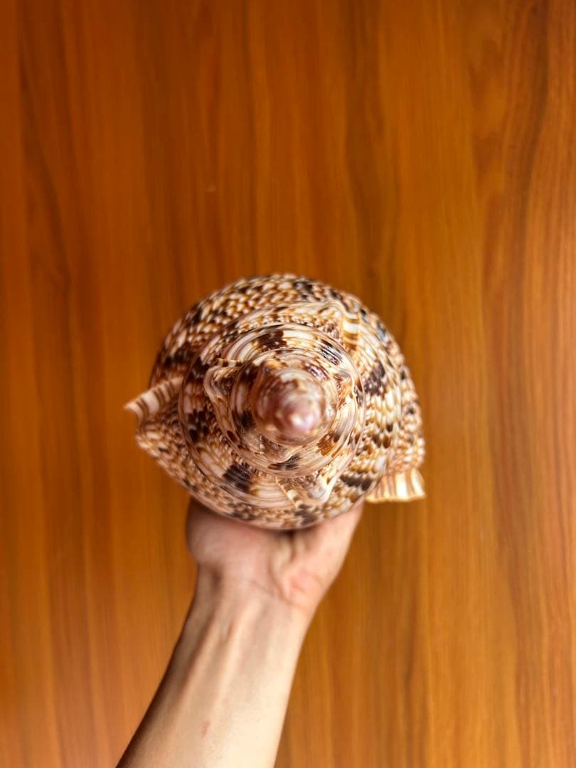 法螺貝　39.2cm 蓋付