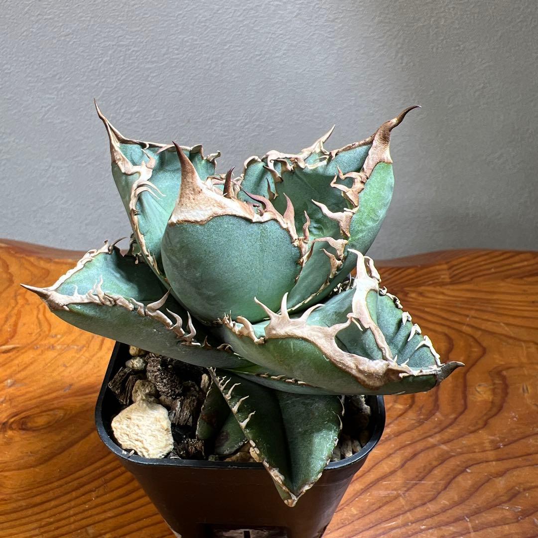 アガベ CHOCOLATE BITE （チョコレートバイト）