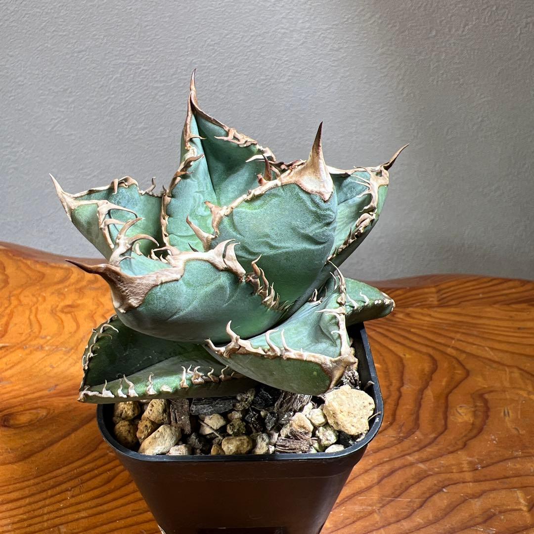 アガベ CHOCOLATE BITE （チョコレートバイト）