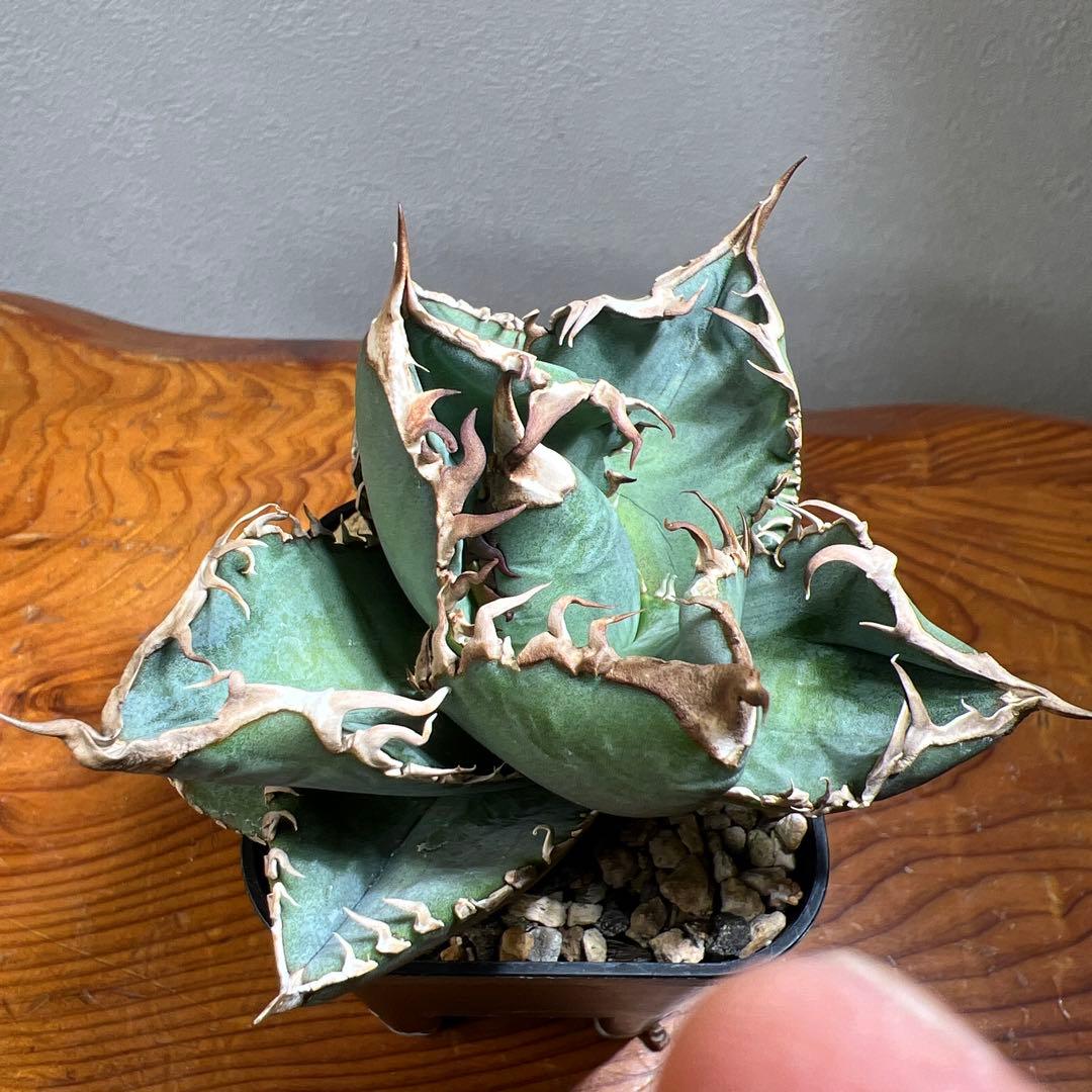 アガベ CHOCOLATE BITE （チョコレートバイト）