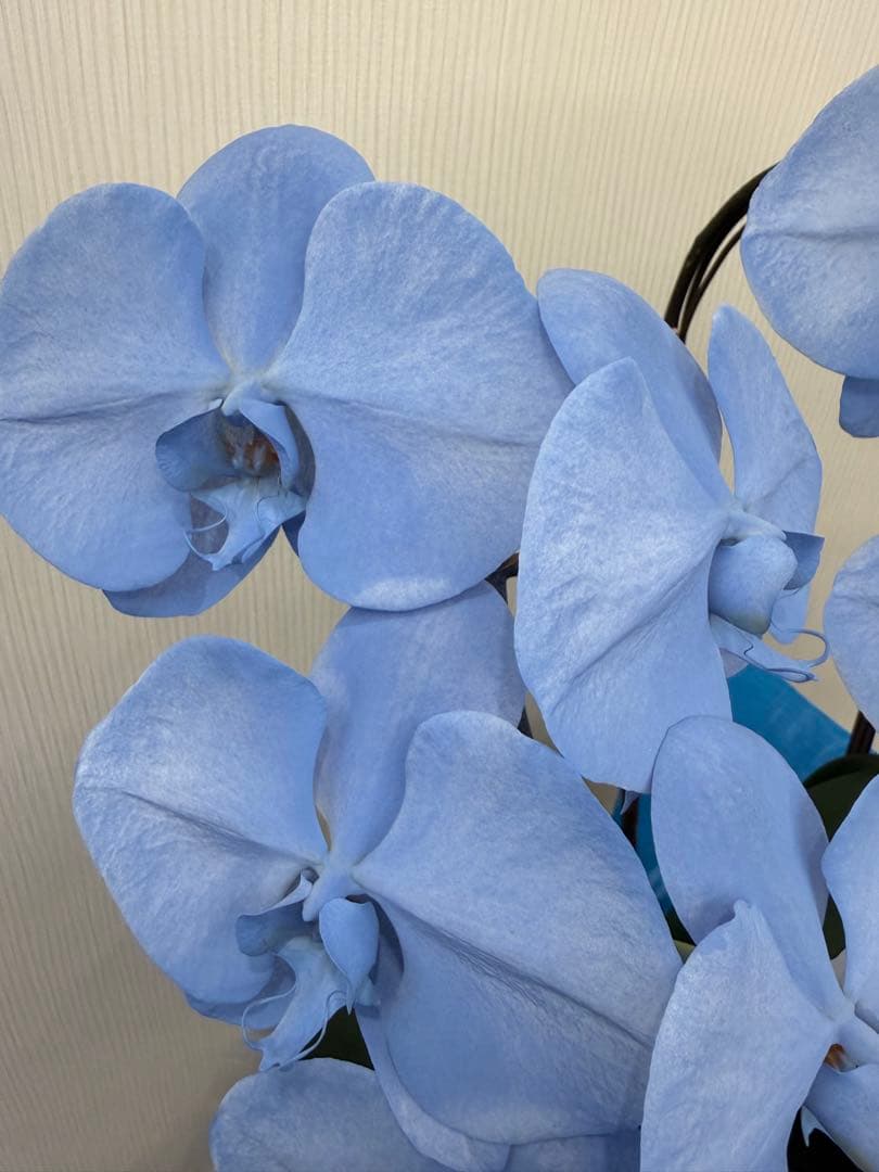 大輪胡蝶蘭　特殊染めブルー　3本立ち39輪 ラッピング有！送料無料！