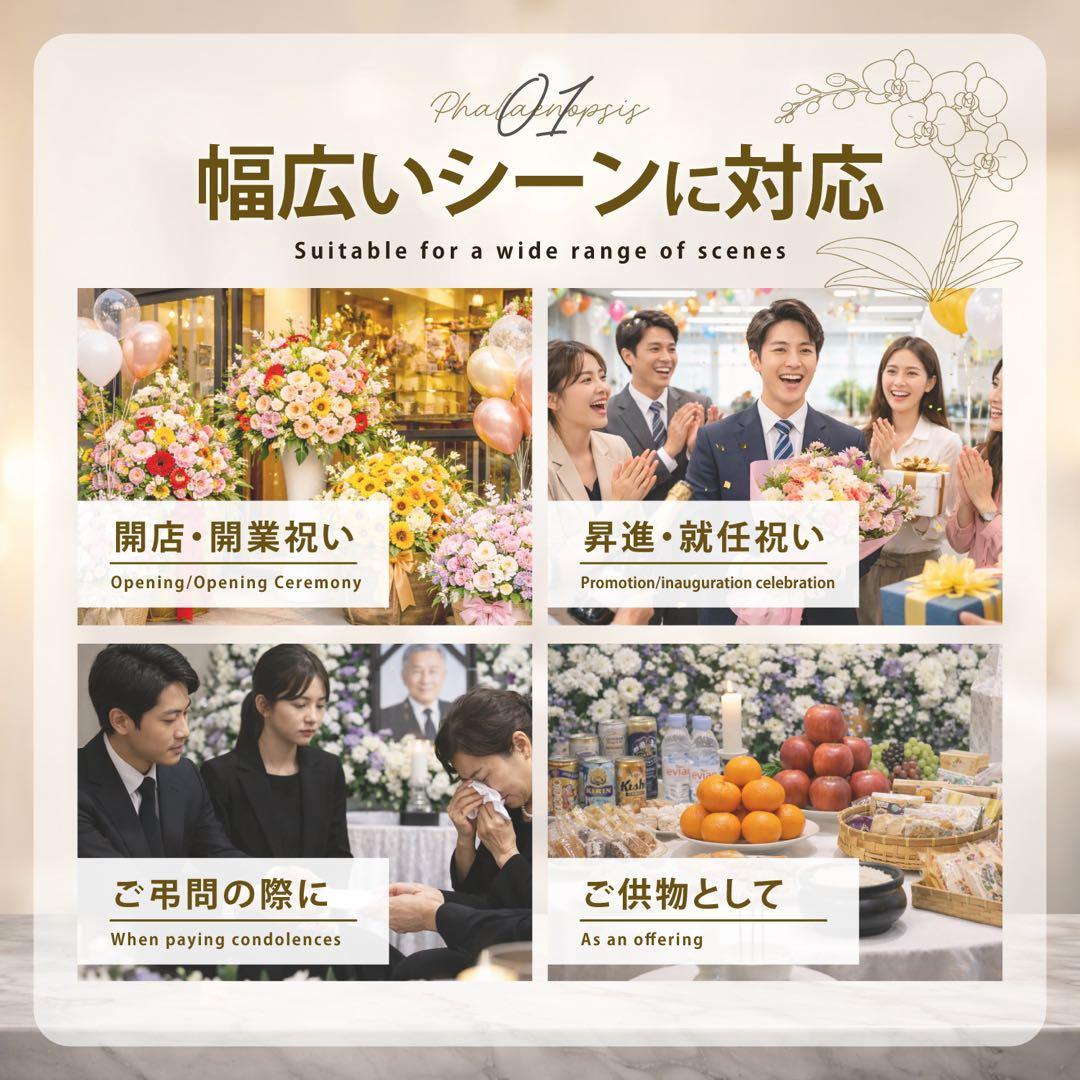 大輪胡蝶蘭　特殊染めブルー　3本立ち39輪 ラッピング有！送料無料！