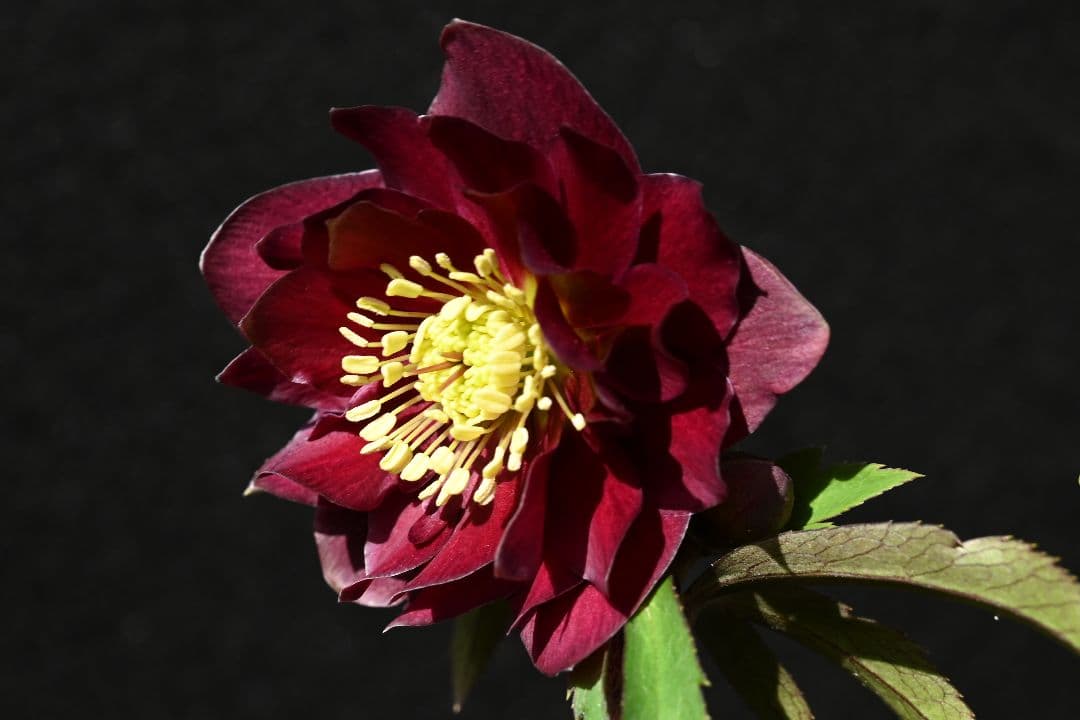 クリスマスローズ　認定キラメキ✩チョコレート　加藤農園