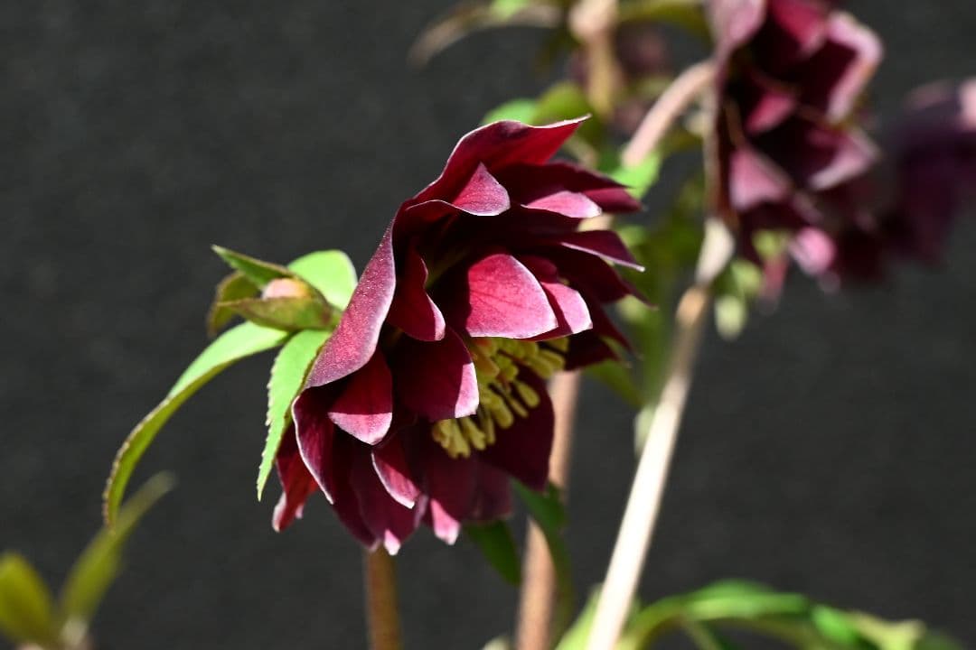 クリスマスローズ　認定キラメキ✩チョコレート　加藤農園