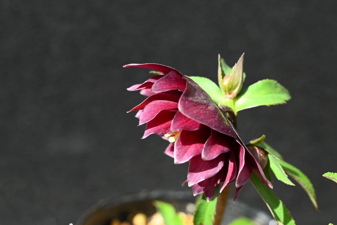 クリスマスローズ　認定キラメキ✩チョコレート　加藤農園