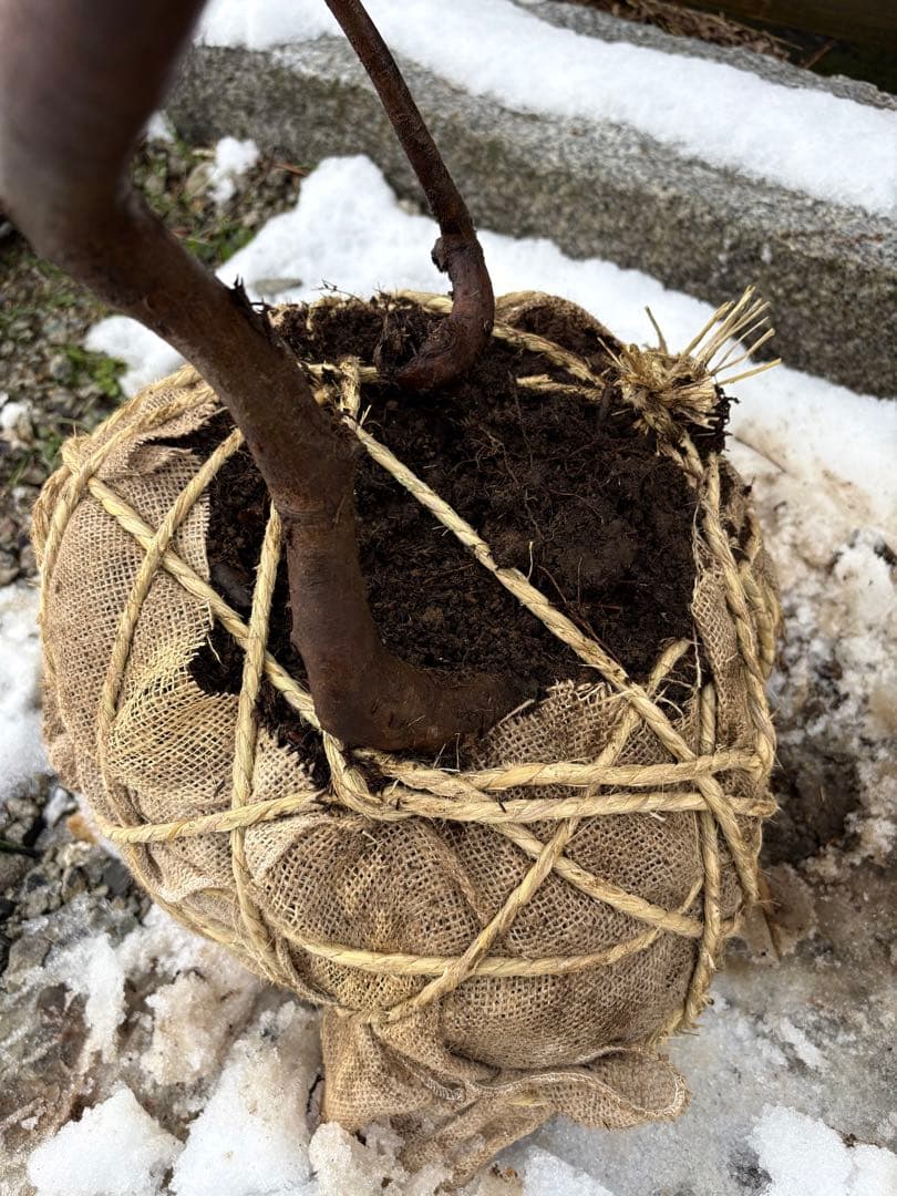 50 天然山採り　ヒサカキ